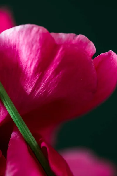 Pétalos para fondo abstracto. Peón rosa floral con bokeh sobre fondo oscuro . —  Fotos de Stock