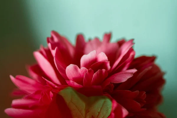 Fondo de flores de peón. Fondo floral rosa con bokeh . —  Fotos de Stock