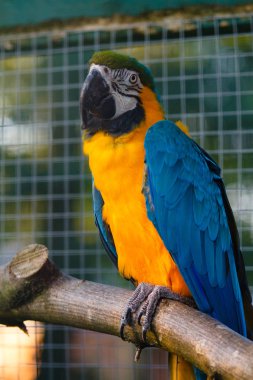 Sarı ve mavi Amerika papağanı (Ara chloropterus), doğa.