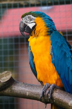 Ara ararauna portre.
