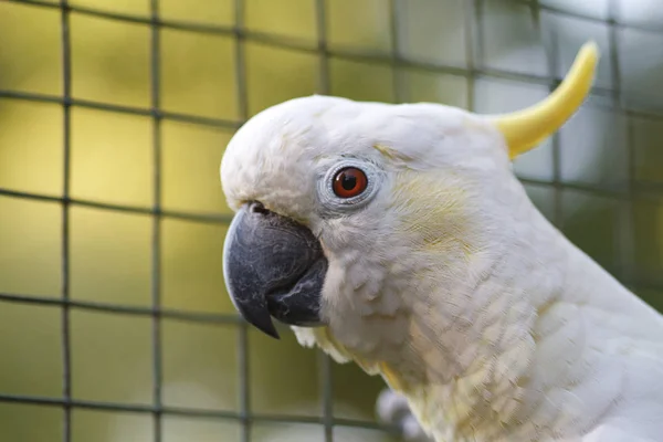 Kakadua närbild. Australiska fågel på naturen. — Stockfoto