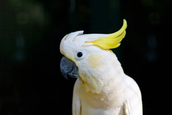 Cockatoos, portrait, gros plan . — Photo