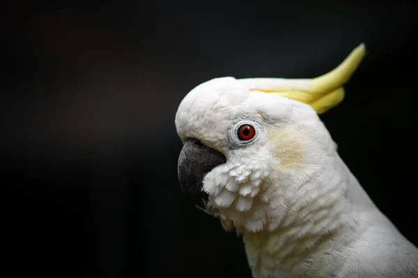 Kakadu, síry chocholatý Kakadu bílý. — Stock fotografie
