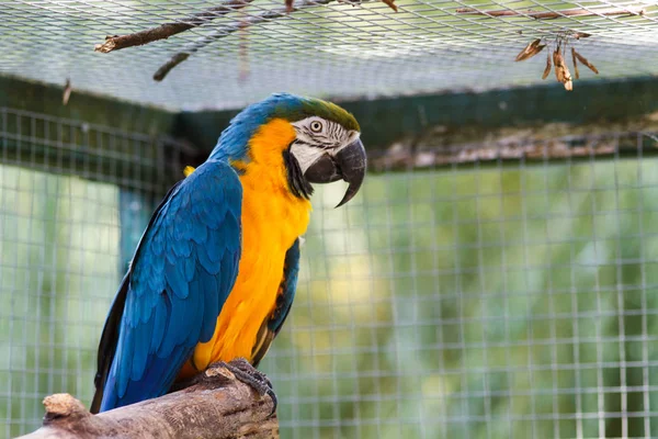 Modrá a Ara ararauna (ara ararauna). — Stock fotografie