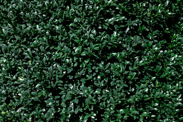 Zelená listová texturu. — Stock fotografie