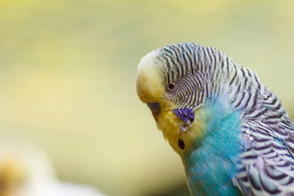Un primo piano ondulato di pappagallo. Macro foto di un uccello . — Foto Stock