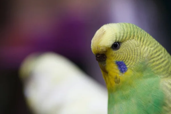 A wavy parrot close-up.