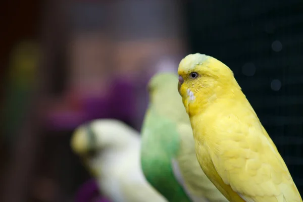 Papagaios ondulados verde-amarelos sentam-se em um ramo . — Fotografia de Stock