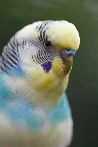 Un loro ondulado de cerca. Macro foto de un loro en la naturaleza . —  Fotos de Stock