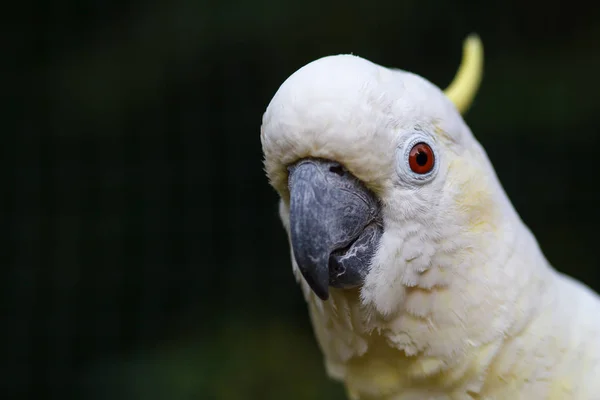 Retrato de una cacatúa sobre un fondo verde oscuro . — Foto de Stock