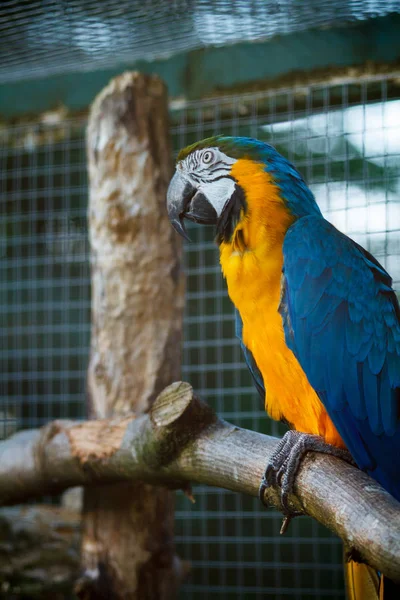 Primer plano de guacamayo dorado y azul . — Foto de Stock