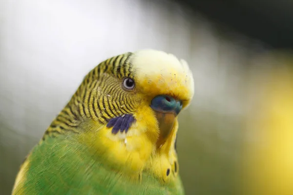 Papoušek vlnitý detail. — Stock fotografie