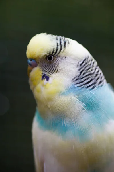 A wavy parrot close-up.