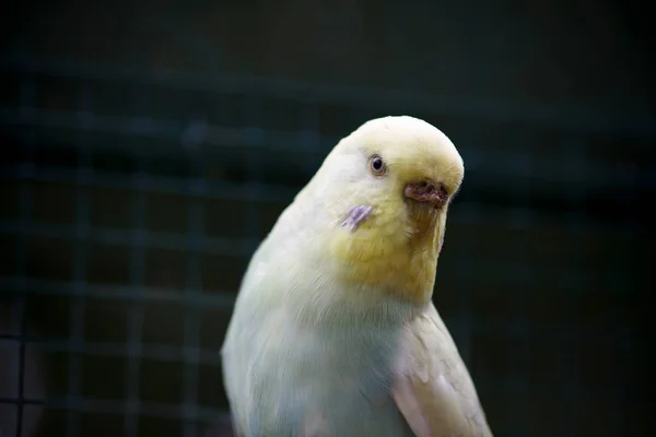 Loro ondulado amarillo-azul sobre un fondo natural verde oscuro . — Foto de Stock