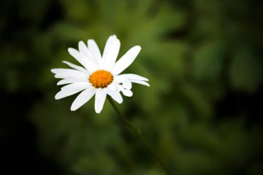 Doğada bir papatya.