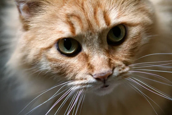 Retrato de un gato con ojos grandes . —  Fotos de Stock