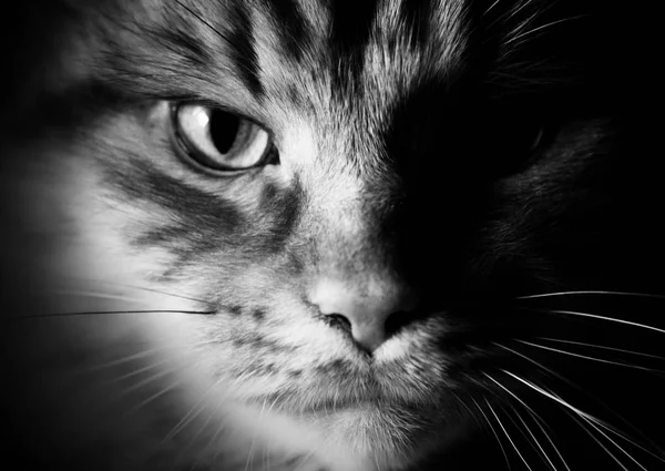 Portrait of a cat close-up in black and white style. — Stock Photo, Image