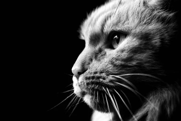 Чорно-біла котяча кішка крупним планом у профілі — стокове фото