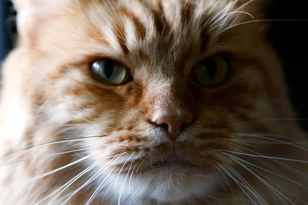 Portrét kočka detail — Stock fotografie
