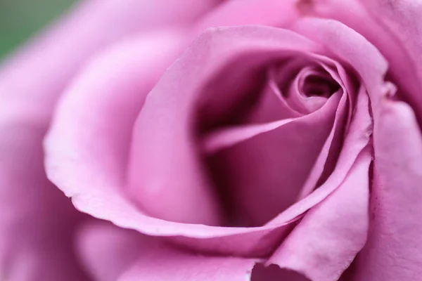Пелюстки троянд крупним планом. Рожева квітка . — стокове фото