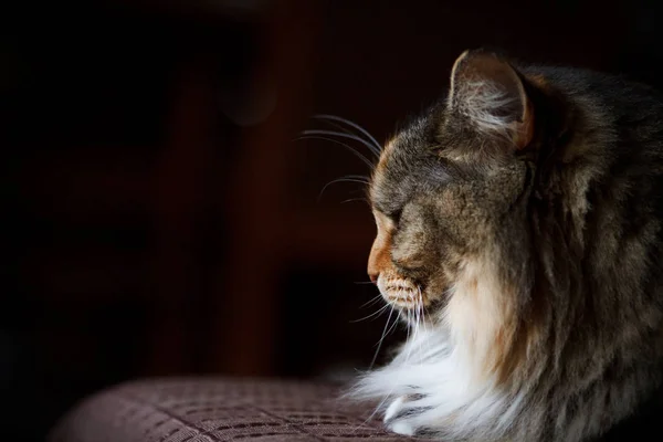 Pohled Cat v profilu na gauči. — Stock fotografie