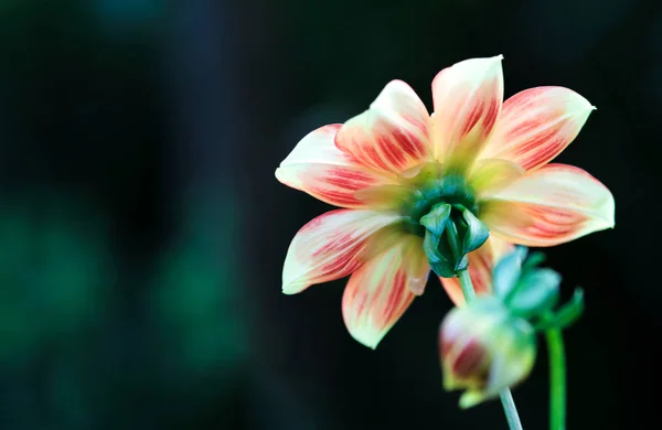Abstraktní pozadí s květinou. — Stock fotografie