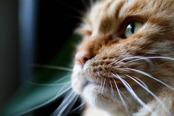 Portrét zázvorové kočky v profilu. — Stock fotografie