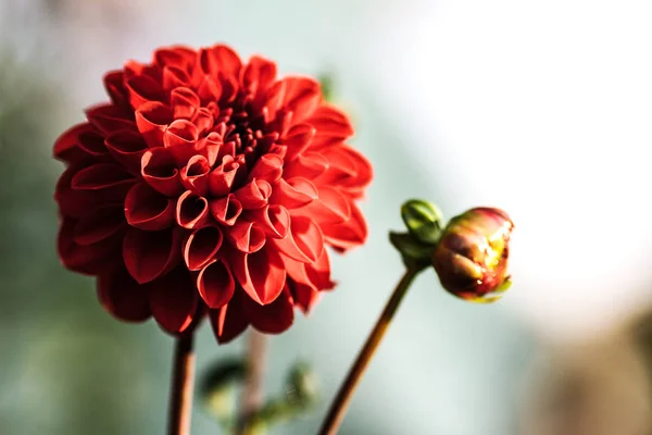 Květinové pozadí. Květina Dahlia. — Stock fotografie