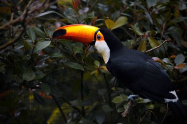 Toucan kuş niteliğine. Egzotik kuş Parkı.