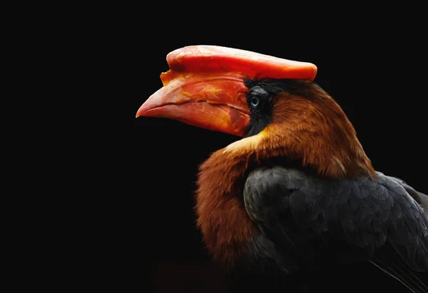 Nosorožci na černém pozadí. Exotický pták s velkým červeným zobákem. — Stock fotografie