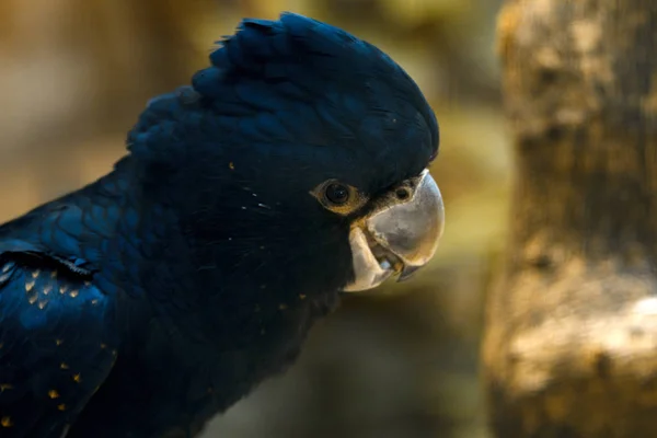 Černý Cockatoo. Portrét černého kohoutu zblízka. — Stock fotografie