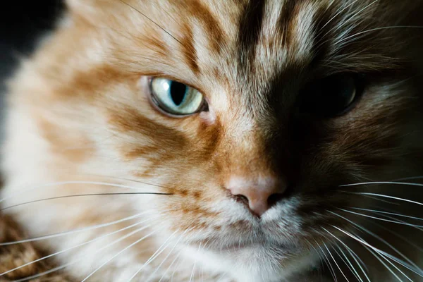 Portrét červené kočky. — Stock fotografie