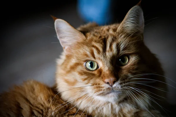 Na podlaze sedí roztomilá kočka. — Stock fotografie