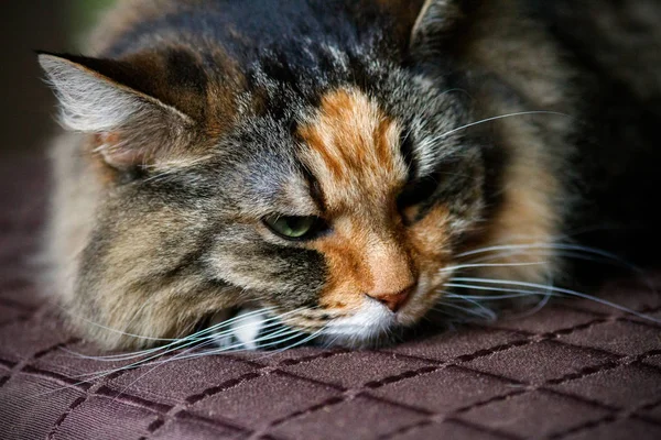 Spící kočka na gauči. — Stock fotografie