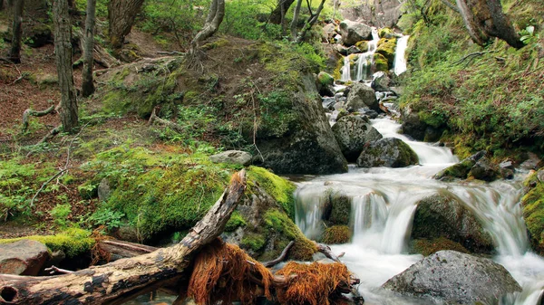 Patagonya ormandaki güzel şelale.