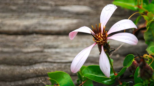 Kraliçe mora veya yıldız çiçek (Mutisia spinosa)