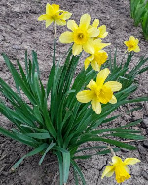 Bir buket nergis büyüyor. 