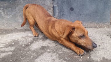 Kızıl saçlı dachshund köpeği esniyor