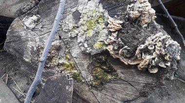 Ağaç, kütük, yaşlı, yosun, küflenmiş, çürümüş, renkli, orman,