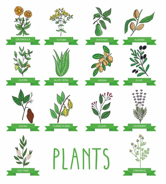 Vector illustration of a plant - aloe vera, tutsan, lavender, jojoba, almond, olive, chamomile, klendula, tea tree, argan, cocoa, avocado, Ylang-Ylang, clove. plants collection. — Stock Vector