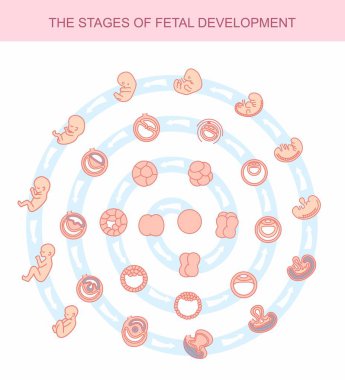 fetal gelişim aşamalarında illüstrasyon vektör. Beyaz arka plan üzerinde izole. Gebelik. Doğum yapması, fetus geliştirme fertilizasyon fetal büyüme. Embriyo gelişimi.