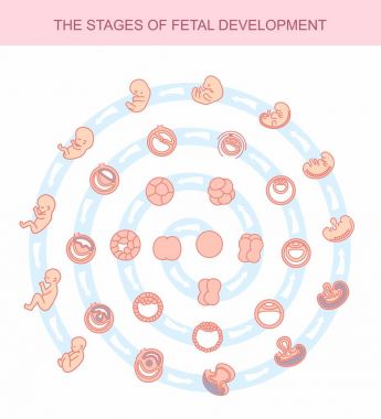 vector illustration stages of fetal development. isolated on white background. Pregnancy. Fetal growth from fertilization to birth, fetus development. Embryo development. clipart