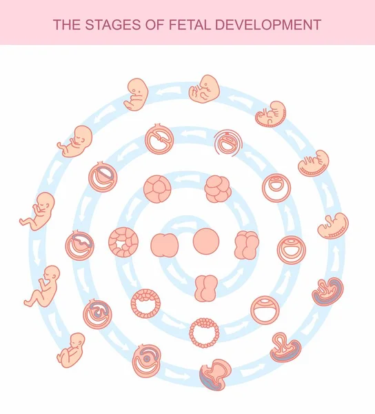 Estádios de ilustração vetorial do desenvolvimento fetal. isolado em fundo branco. Gravidez. Crescimento fetal desde a fertilização até ao nascimento, desenvolvimento fetal. Desenvolvimento de embriões . — Vetor de Stock