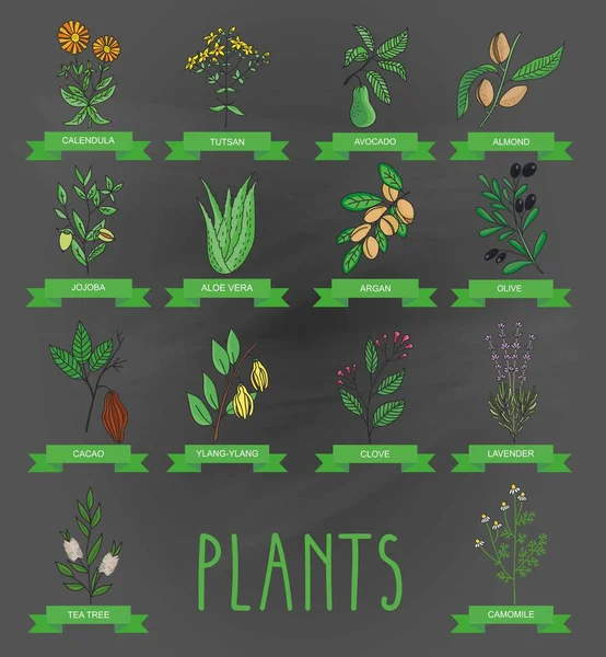 Illustration vectorielle d'une plante - aloe vera, tutsan, lavande, jojoba, amande, olive, camomille, klendula, théier, argan, cacao, avocat, Ylang-Ylang, clou de girofle. collection de plantes . — Image vectorielle