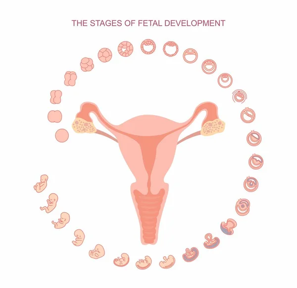 Vector ilustración útero y etapas del desarrollo fetal. aislado sobre fondo blanco. Embarazo. Crecimiento fetal desde la fertilización hasta el nacimiento, desarrollo fetal. Desarrollo embrionario . — Vector de stock