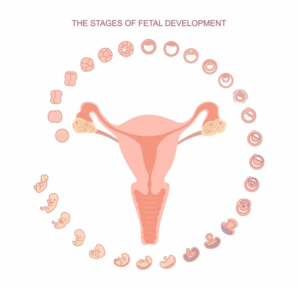 vektör çizim rahim ve fetal gelişim aşamalarını. Beyaz arka plan üzerinde izole. Gebelik. Doğum yapması, fetus geliştirme fertilizasyon fetal büyüme. Embriyo gelişimi.