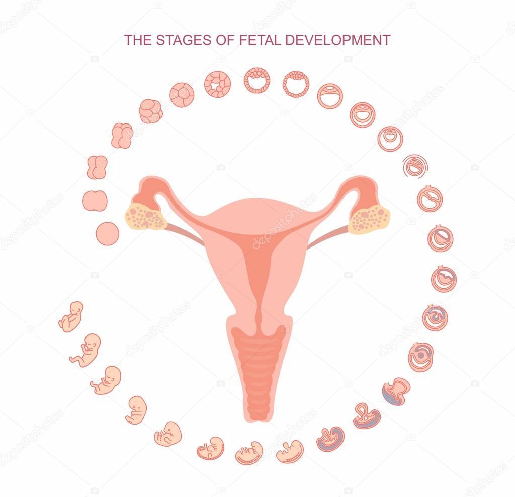 vector illustration uterus and stages of fetal development. isolated on white background. Pregnancy. Fetal growth from fertilization to birth, fetus development. Embryo development.