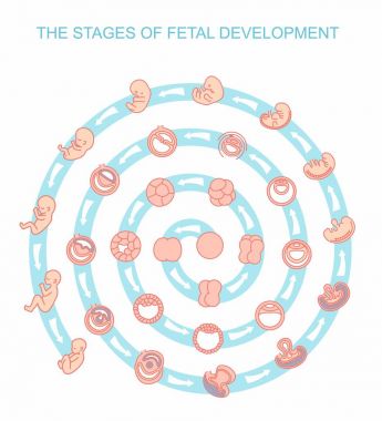 fetal gelişim aşamalarında illüstrasyon vektör. Beyaz arka plan üzerinde izole. Gebelik. Doğum yapması, fetus geliştirme fertilizasyon fetal büyüme. Embriyo gelişimi.