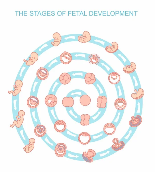 Vector illustratie stadia van foetale ontwikkeling. geïsoleerd op een witte achtergrond. Zwangerschap. Foetale groei van bevruchting tot geboorte, ontwikkeling van de foetus. Embryo-ontwikkeling. — Stockvector