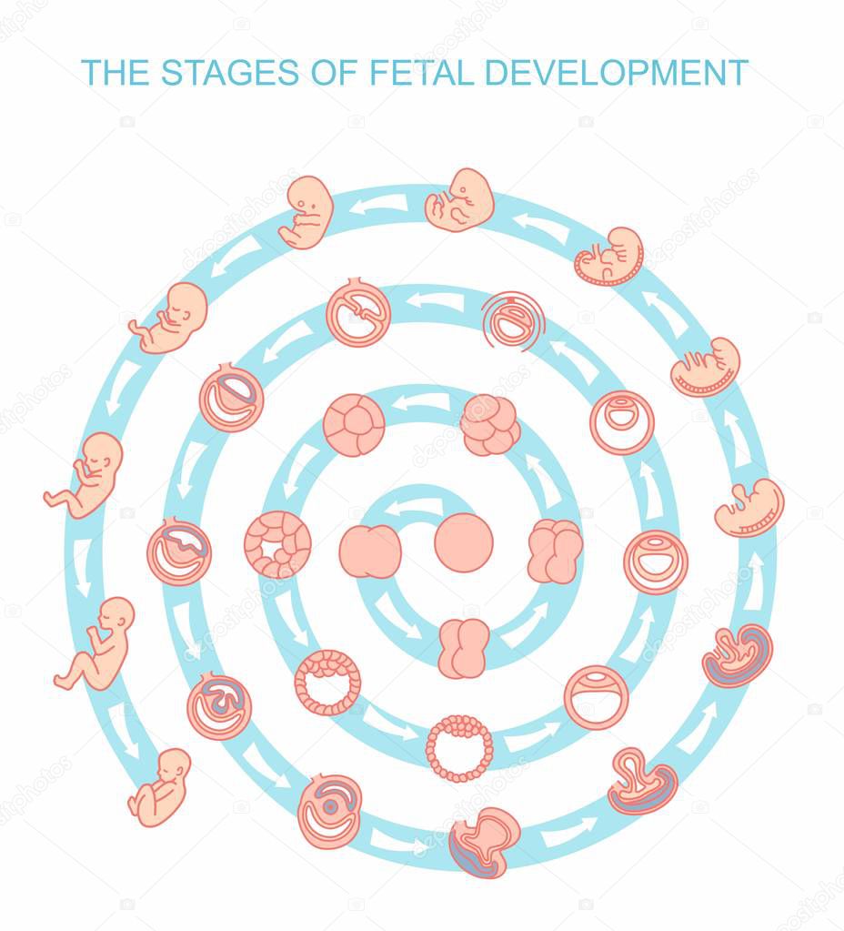 vector illustration stages of fetal development. isolated on white background. Pregnancy. Fetal growth from fertilization to birth, fetus development. Embryo development.